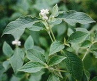 flowering plants of Cyathula officinalis Kuan. with small white flowers and dark green leaves grow in field