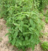 plants of Cyathula officinalis Kuan. grow in arid field