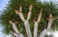 a big tree of Daemonorops draco Bl with many green leaves grow in sunny field