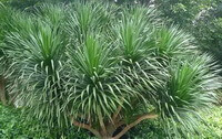growing tree of Daemonorops draco Bl with green thin leaves grow in field