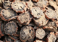 dried brownish herb slices of Danshen Root with radiate root cores prepared by traditional method