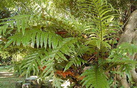 plants of Davallia divaricata Bl. grow in a sunny woods