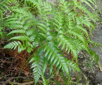 a plant of Davallia divaricata Bl. with green leaves grow in a conner
