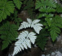 several plants of Davallia mariesii Moore ex Bak. with green and white leaves grow in a shady conner