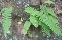 several shrubs of Drynaria propinqua Wall.J.Smith. with green leaves grow in mountain field