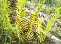several plants of Drynaria sinica Diels with greenish yellow leaves grow on slopes