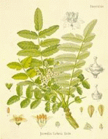 un disegno colorato di Boswellia Carterii, disegno della pianta intera