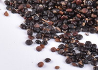 Fructus Polygoni Orientalis