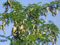 albero in crescita di Gleditsia sinensis Lam. con baccelli