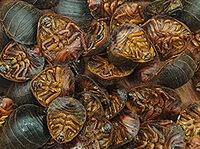 molti insetti secchi di coleottero di terra