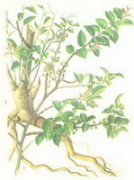 disegno colorato di Ilex pubescens Hook.et Arn., con radice e steli gialli, foglie verdi