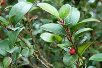 albero fruttifero di Ilex pubescens Hook.et Arn. con frutti rossi
