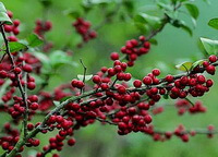 molti frutti rossi di Ilex pubescens Hook.et Arn. sono appesi al ramo