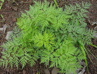 shrubs of Ligusticum chuanxiong Hort. with green leaves grow in a field