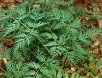 a plant of Ligusticum chuanxiong Hort. with dark green leaves grow in field