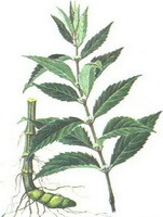 a colorful drawing of Lycopus lucidus Turcz. var. hirtus Regel.,rhizome,stems,leaves