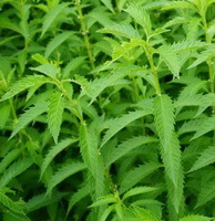 plants of Lycopus lucidus Turcz. var. hirtus Regel. grow in a field