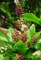 flowering tree of Millettia dielsiana Harms ex Diels. with reddish flower spike