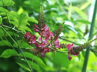 flowering tree of Millettia dielsiana Harms ex Diels. with pink flower spikes and green leaves