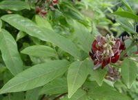 a flowering tree of Millettia dielsiana Harms ex Diels with red flower grow in a field
