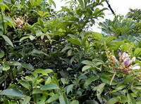 a flowering tree of Millettia nitida Bent with pink flowers.