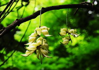 a flowering tree of Mucuna birdwoodiana Tutch with two pendulous white flowers