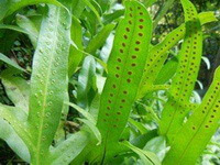 plants of Phymatodes lucida Roxb.Ching. with green long leaves grow in sunny field