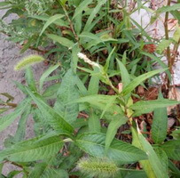 growing plants of Polygonum lapathifolium L with green spikes