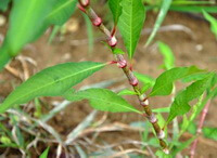 stems of Polygonum lapathifolium L. with green leaves