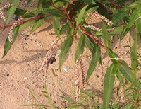 flowering plant of Polygonum lapathifolium L.with spikes grow in arid sandy field