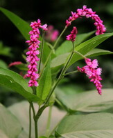 a flowering plant of Polygonum orientale L. with three pink flower spikes