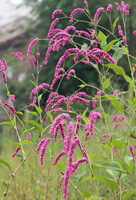 flowering plants of Polygonum orientale L with pink flower spikes grow in a sunny field