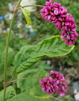 a plant of Polygonum orientale L with two pink flower spikes with green leaves grow in a field