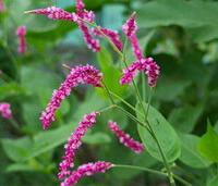 a flowering plant of Polygonum orientale L with several pink flower spikes