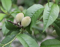 fruiting branch of Prunus davidiana Carr.Franch. with two hairy unmature fruits and leaves