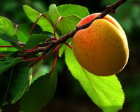 a yellow mature peach fruit of Prunus davidiana Carr.Franch. grows on twig