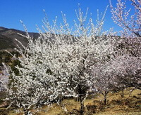 flowering trees of Prunus davidiana Carr.Franch. with many white flowers grow in field