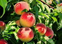 branches of Prunus persicaL. Batsch. with several big reddish peach fruits in sunny days