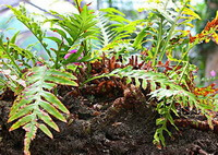 plants of Pseudodrynaria coronans Wall.Ching. with green leaves grow in sunny mountain field