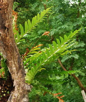 plant of Pseudodrynaria coronans Wall.Ching. with green leaves grow in sunny mountain woods