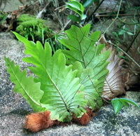 rhizome of Pseudodrynaria coronans Wall.Ching. with three green leaves on ground