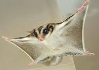 a small flying squirrel Pteromys volans L. is flying