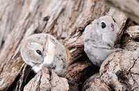 two small flying squirrels Pteromys volans L.