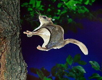a flying squirrel is flying to a tree Pteromys volans L.