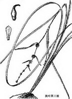 a drawing of Sparganium stenophyllum Maxim.