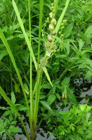 flowering plant of Sparganium stoloniferum Buch.-Ham. with small flower spikes grow in grass