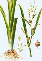 a colorful drawing of Sparganium stoloniferum Buch.-Ham.,rhizome,stem and leaves,flower spikes and seeds