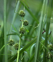 flowering plant of Sparganium stoloniferum Buch.-Ham. with spikes grow in a field