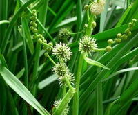 flowering plant of Sparganium stoloniferum Buch.-Ham. with flower spikes grow in field