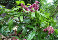 flowering tree of Spatholobus suberectus Dunn.with pink flower spikes